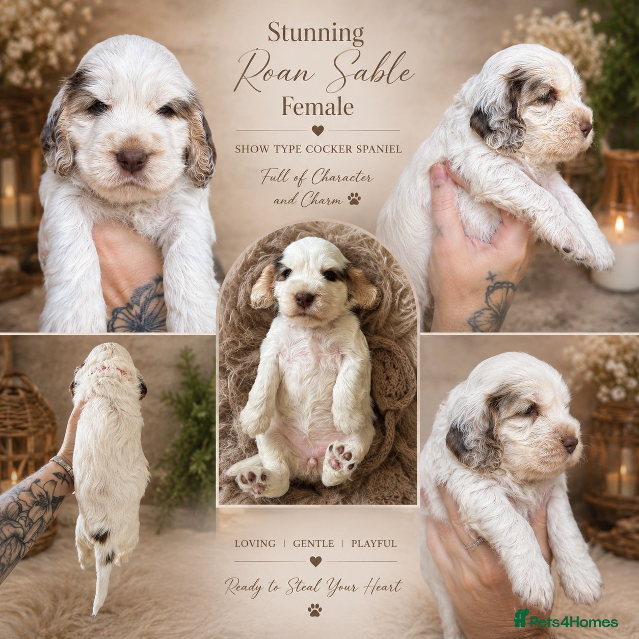 Cocker Spaniel dogs  🤎Exceptional DNA clear show Cocker Spaniels🤎 - Advert 16