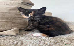 Mixed Breed cats for sale: 3 kittens for sale - Image 12
