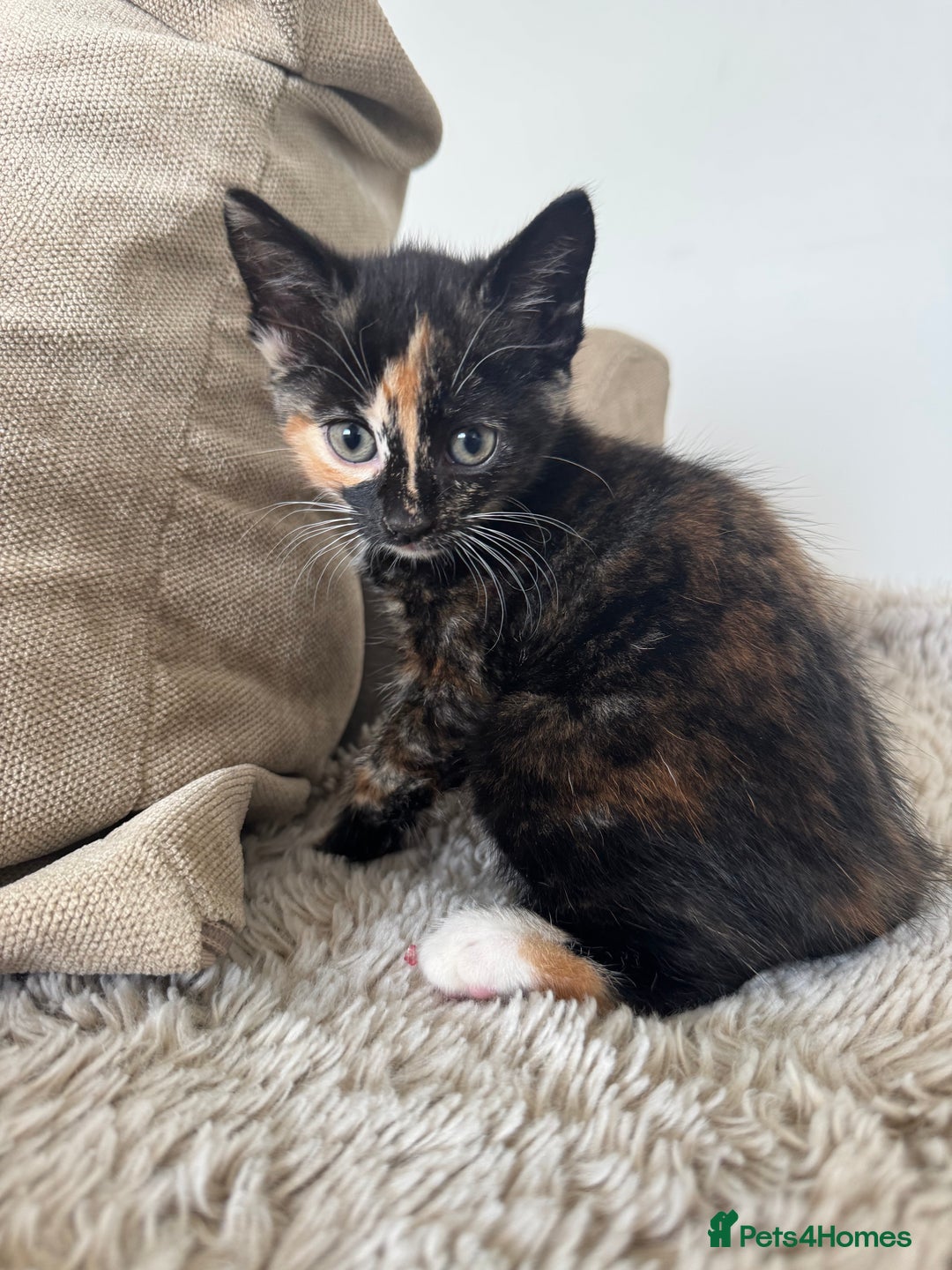 Mixed Breed cats for sale: 3 kittens for sale - Image 12
