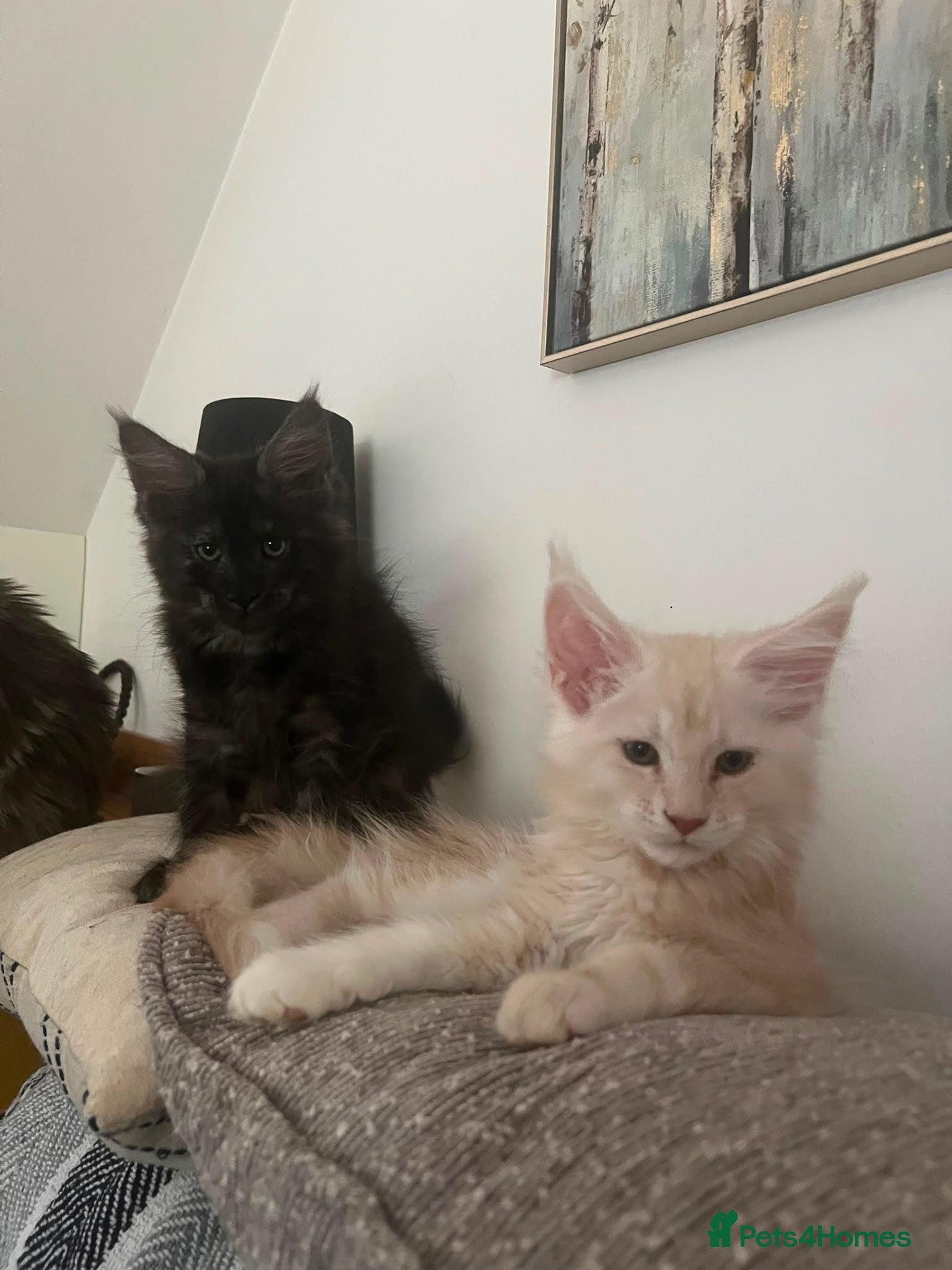 Maine Coon cats GCCF Reg Stunning Maine coon kittens  - Advert 1