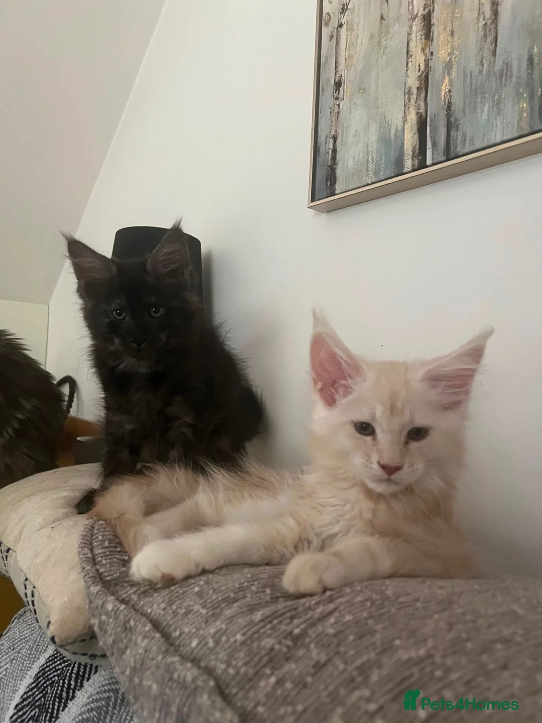 Maine Coon cats for sale: GCCF Reg Stunning Maine coon kittens  in Redditch - Advert 1