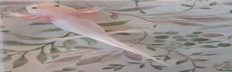 Axolotl reptiles for sale: Juvenile Leucistic Axolotls - Available Now - Advert 4