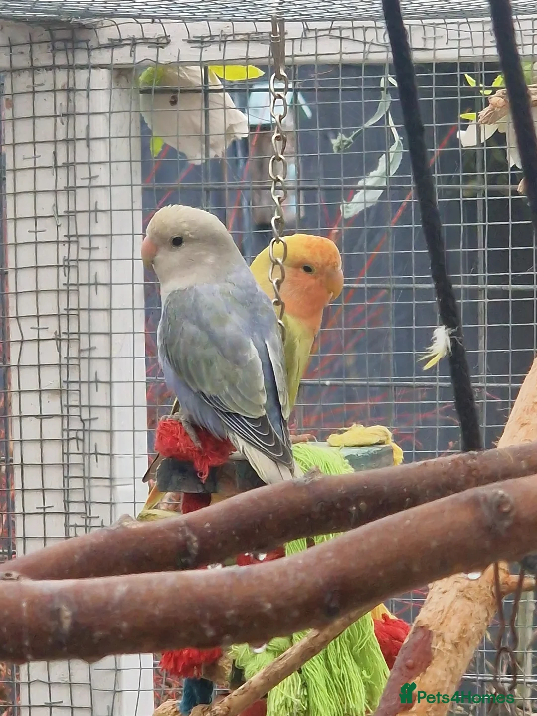 Lovebirds birds for sale: Lovebird Pairs - Advert 7