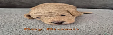 Cockapoo 4 Brown 