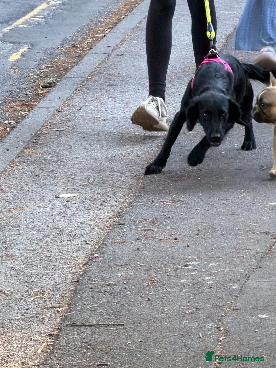 Mixed Breed dogs for sale: Nala  - Advert 1