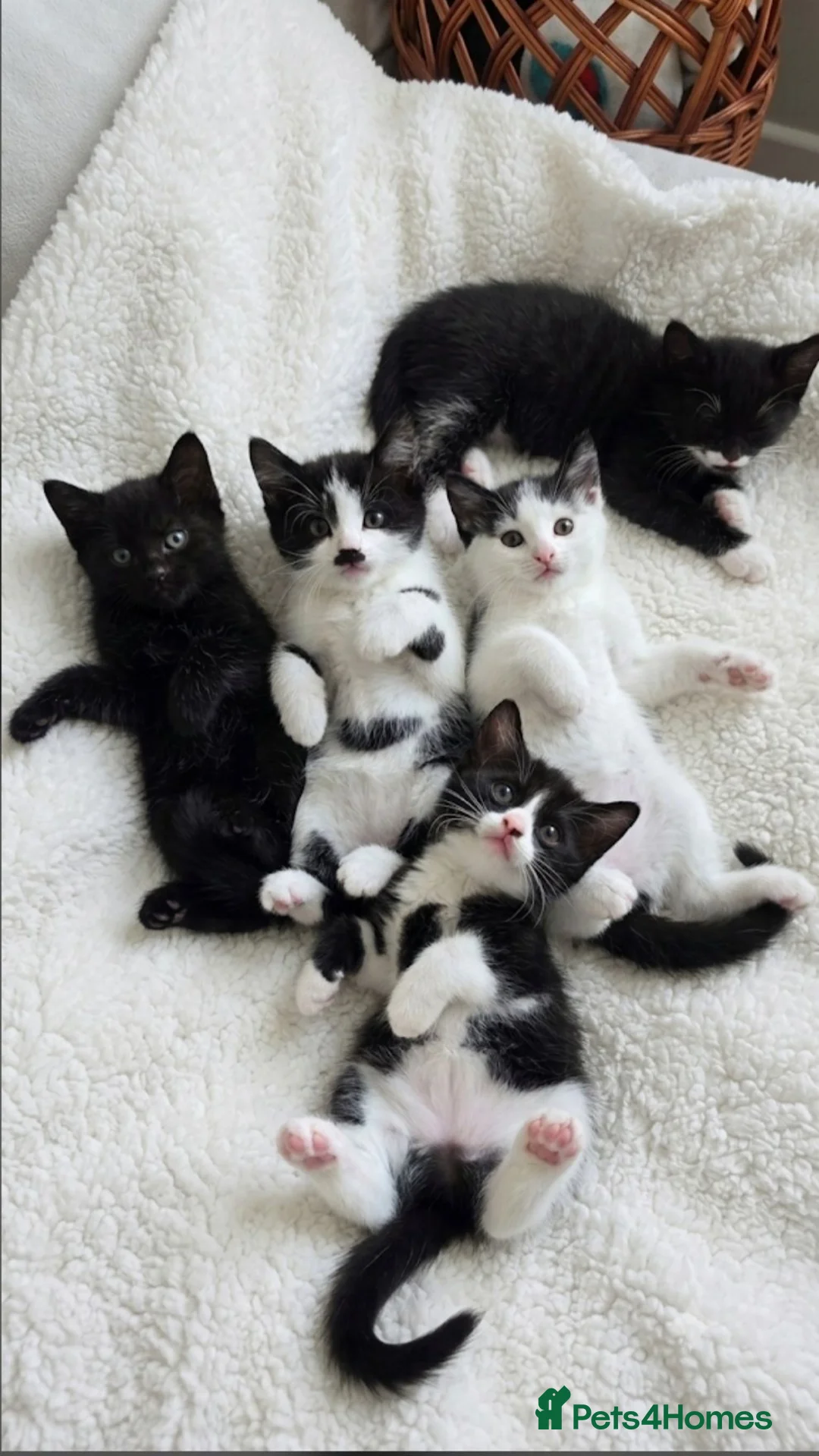 Mixed Breed cats for sale: Beautiful mixed breed kittens looking for home in London - Advert 1