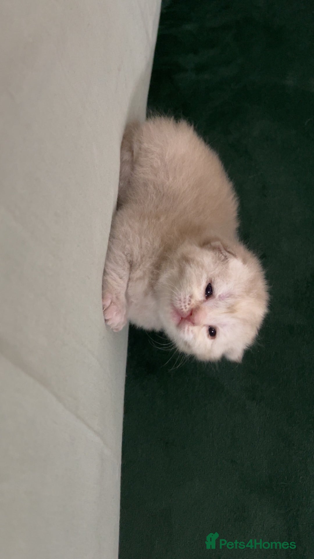British Shorthair cats for sale: British Shorthair Kittens - Image 10