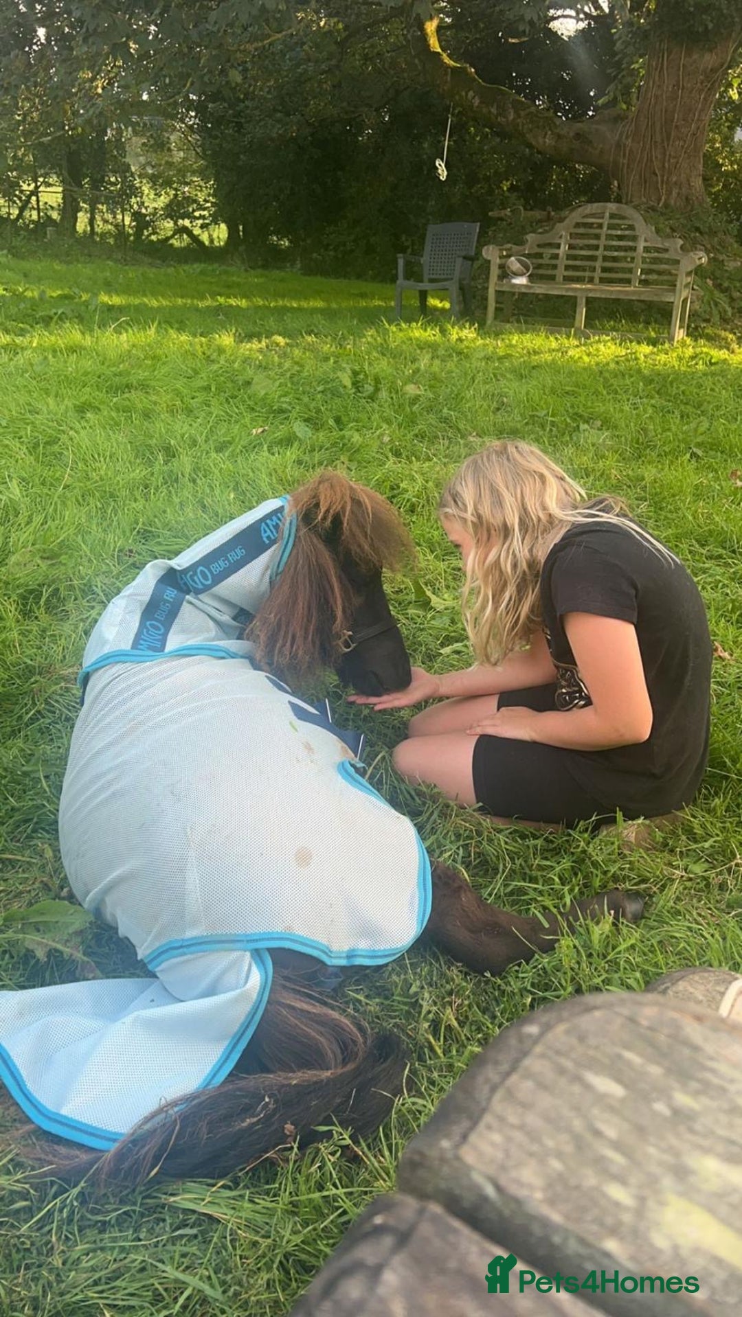 Shetland pony horses for sale: Miniature Shetland  - Image 5