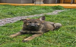 German Shepherd dogs for sale: German Shepherd Puppies – Working Line - Image 6