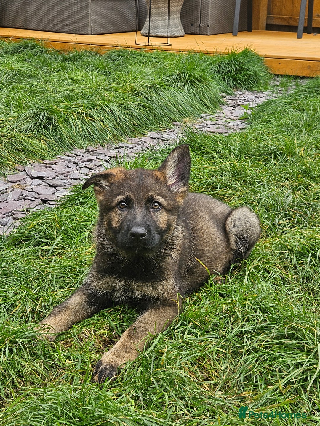 German Shepherd dogs for sale: German Shepherd Puppies – Working Line - Image 6