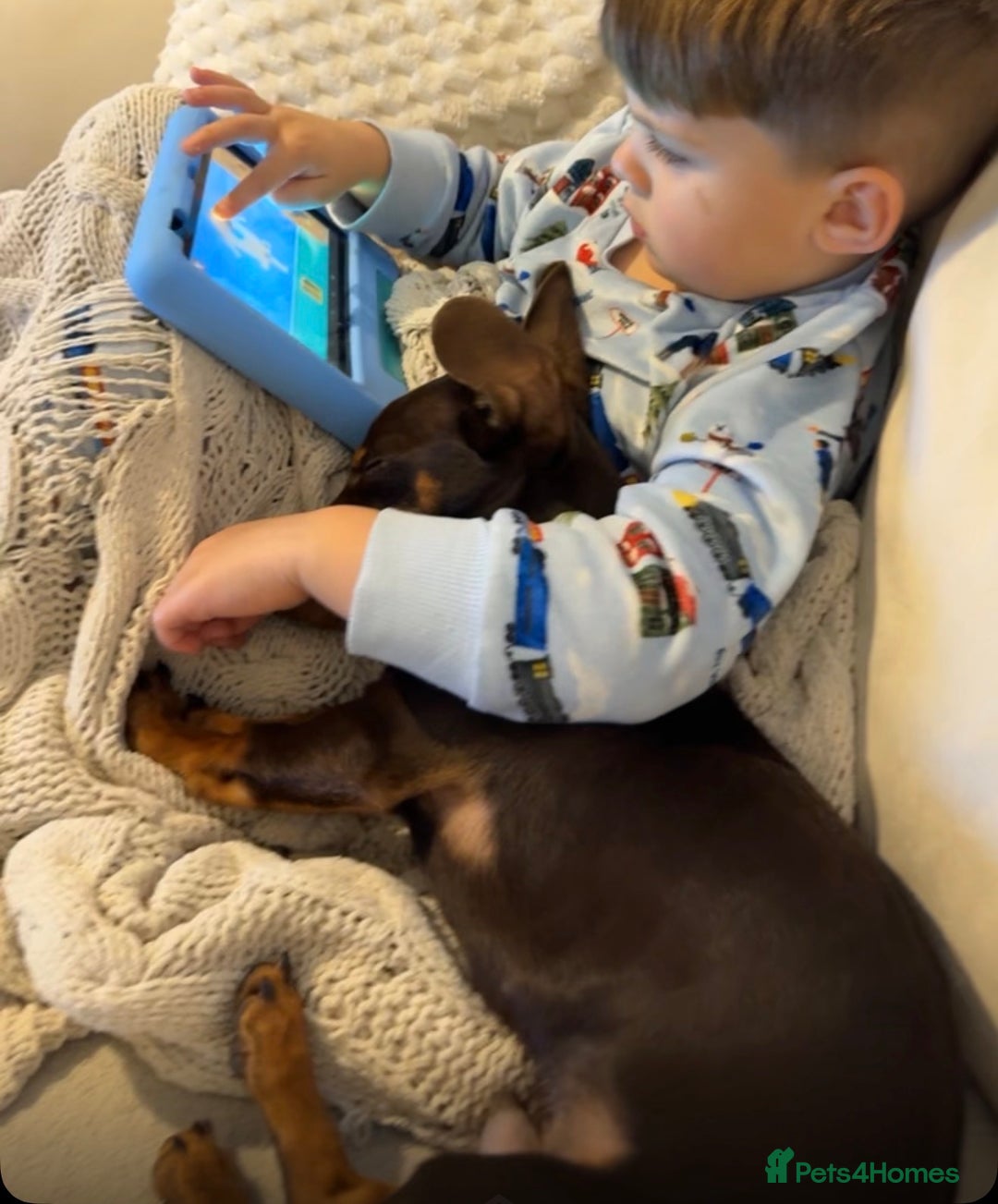 Miniature Dachshund dogs for sale: Teddy The Miniature Dachshund - Advert 4