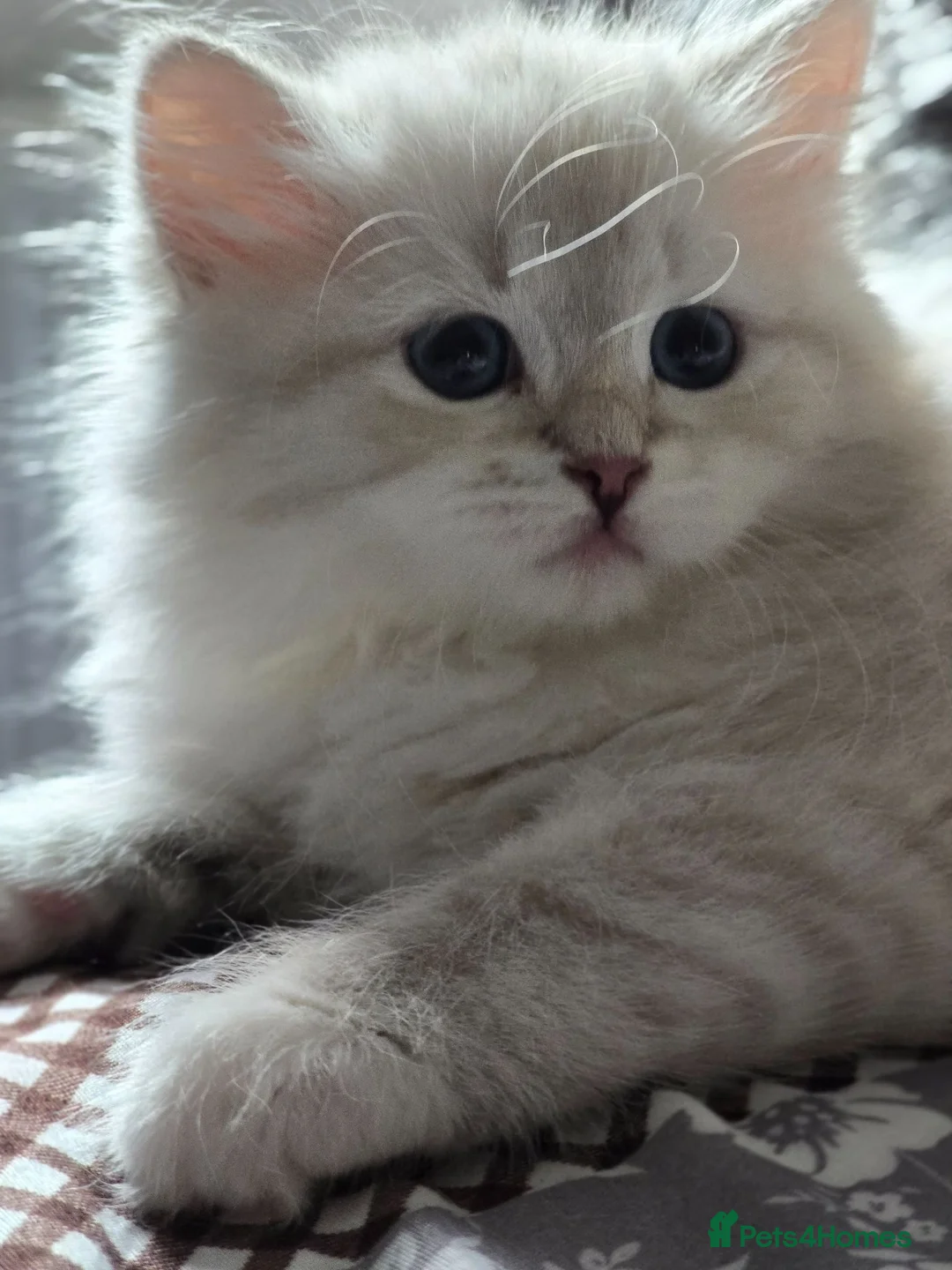 Siberian cats for sale: Siberian Neva Masquerad kitten - Advert 1