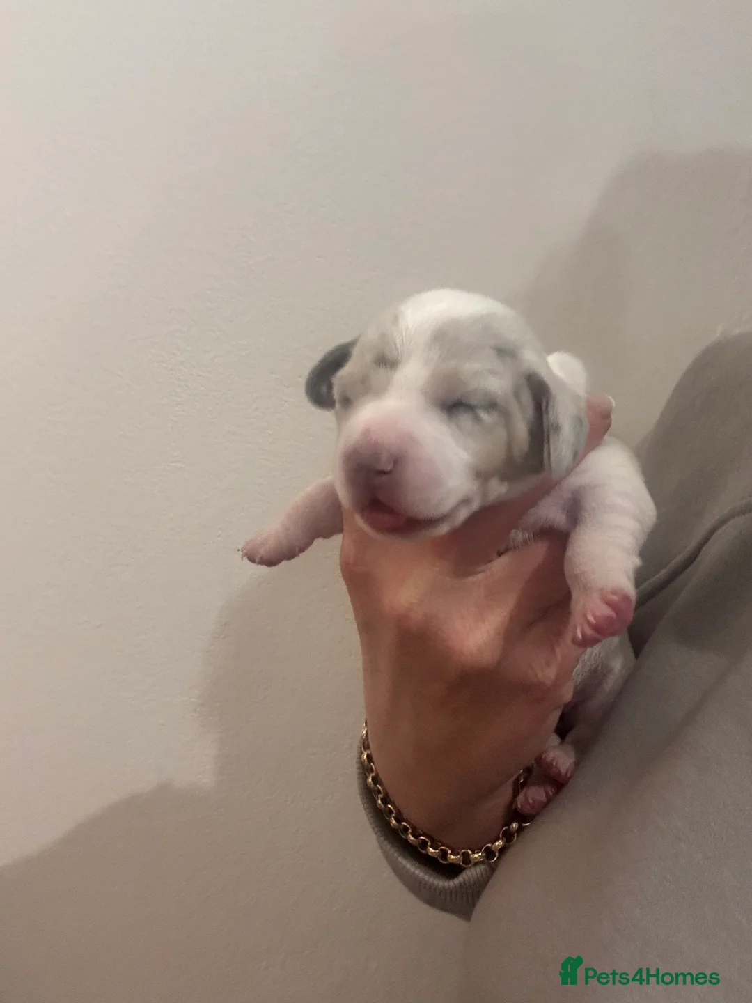 Dachshund dogs for sale: Miniature dashaund - Advert 26