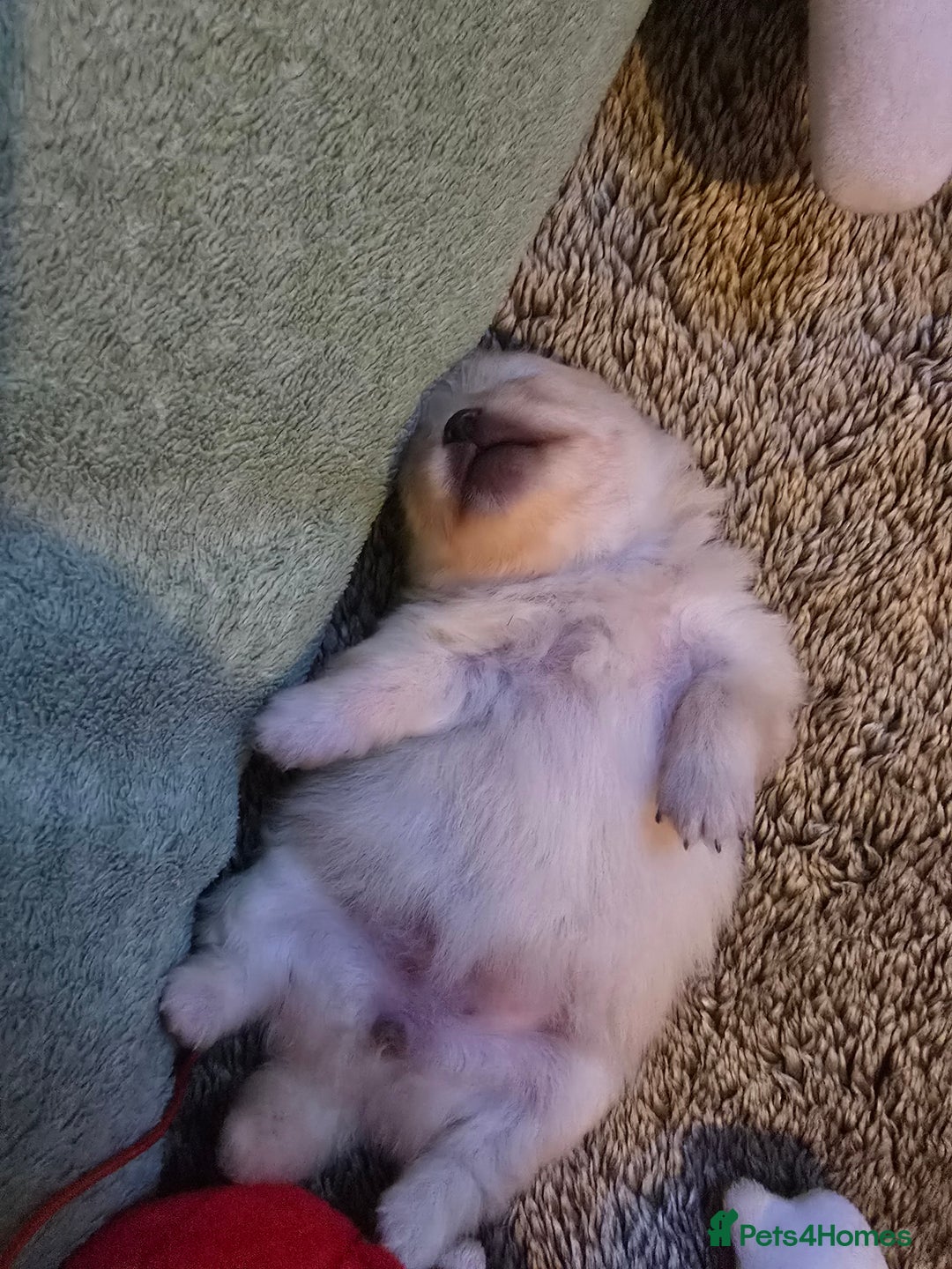 Pomeranian dogs for sale: GEORGEUS LOVELY POMERANIAN PUPPY'S 🐶07587756229🐶 - Image 4