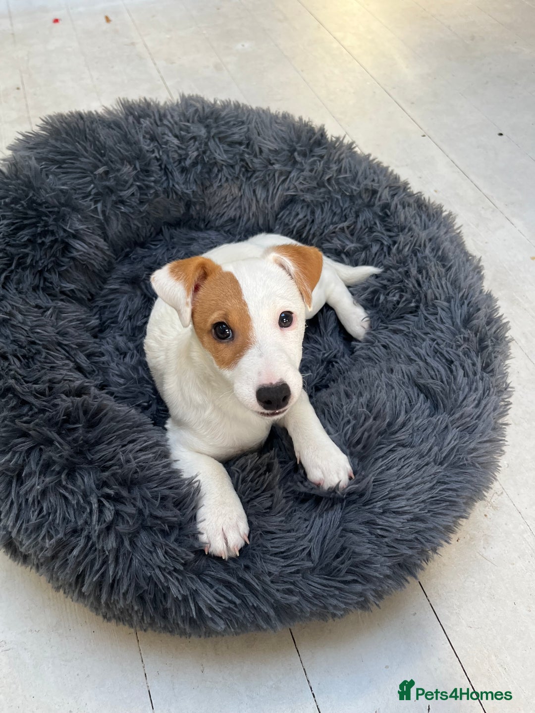 Jack Russell dogs for stud: Beautiful Jack Russell for Stud  - Image 29