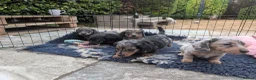 Dachshund dogs for sale: Longhaired Miniature Dachshunds - Advert 3
