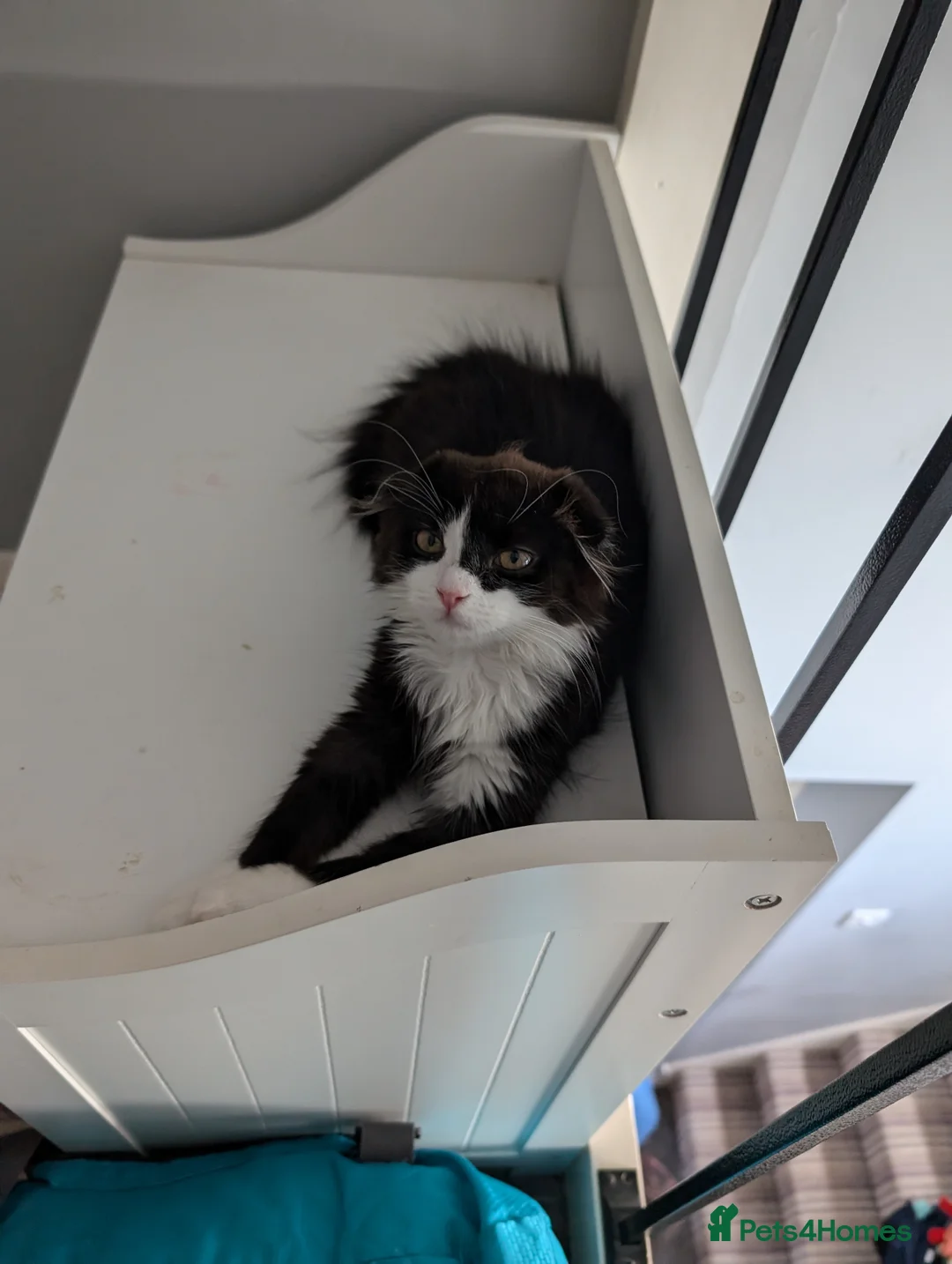 Scottish Fold cats for sale: 2 handsome kittens for Sale  - Advert 6