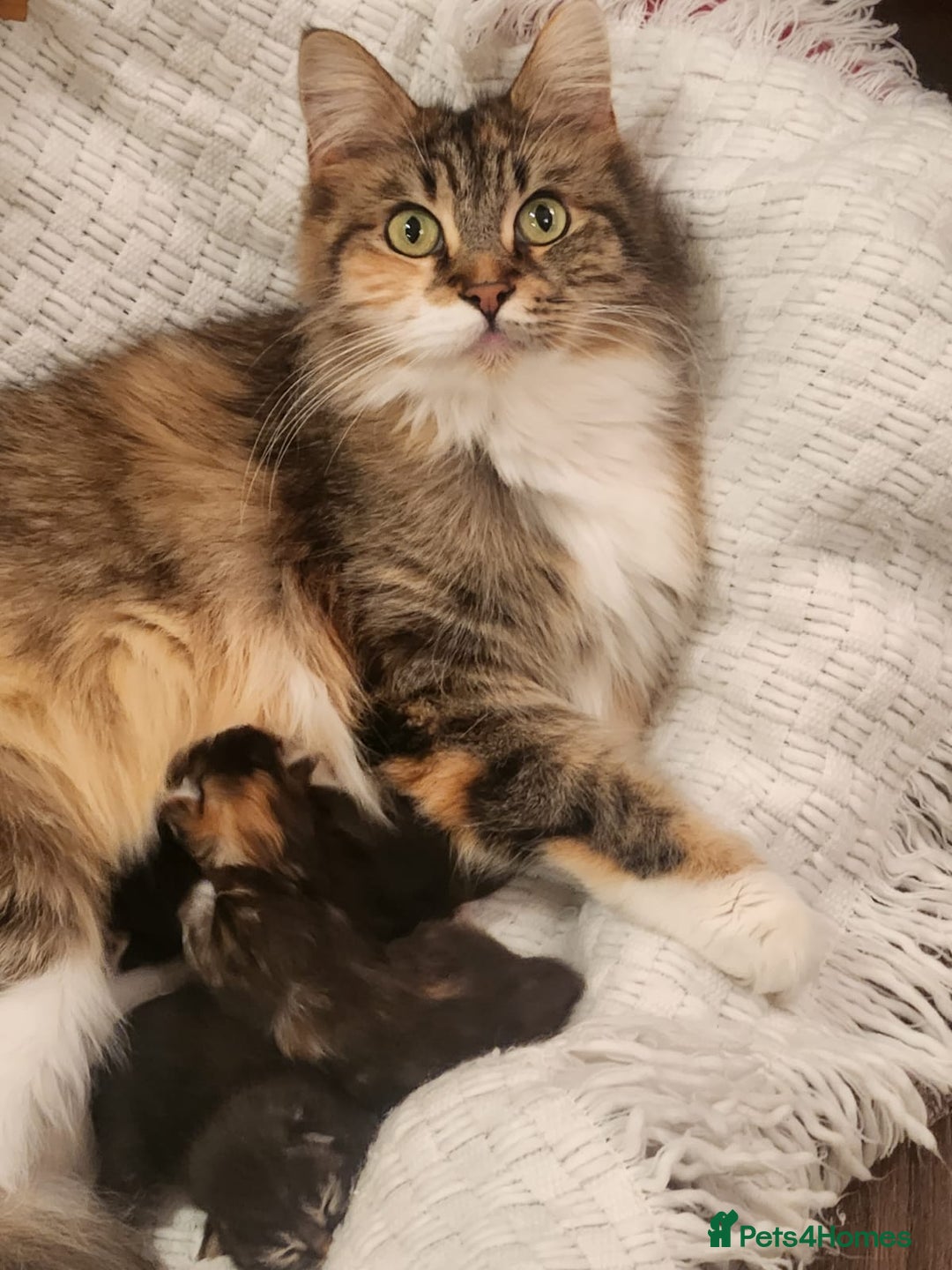 Maine Coon cats for sale: New litter Maine coon Kittens 100% Pedigree - Image 1