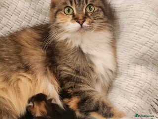 Maine Coon cats - Advert 30