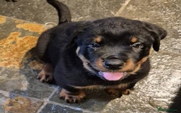 Rottweiler dogs for sale: Rottweiler Puppies in Great Yarmouth - Image 10