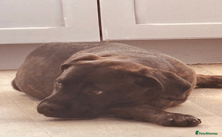 Mixed Breed dogs - Advert 5