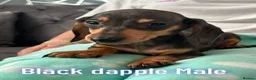Miniature Dachshund dogs for sale: Miniature dachshund  - Advert 3