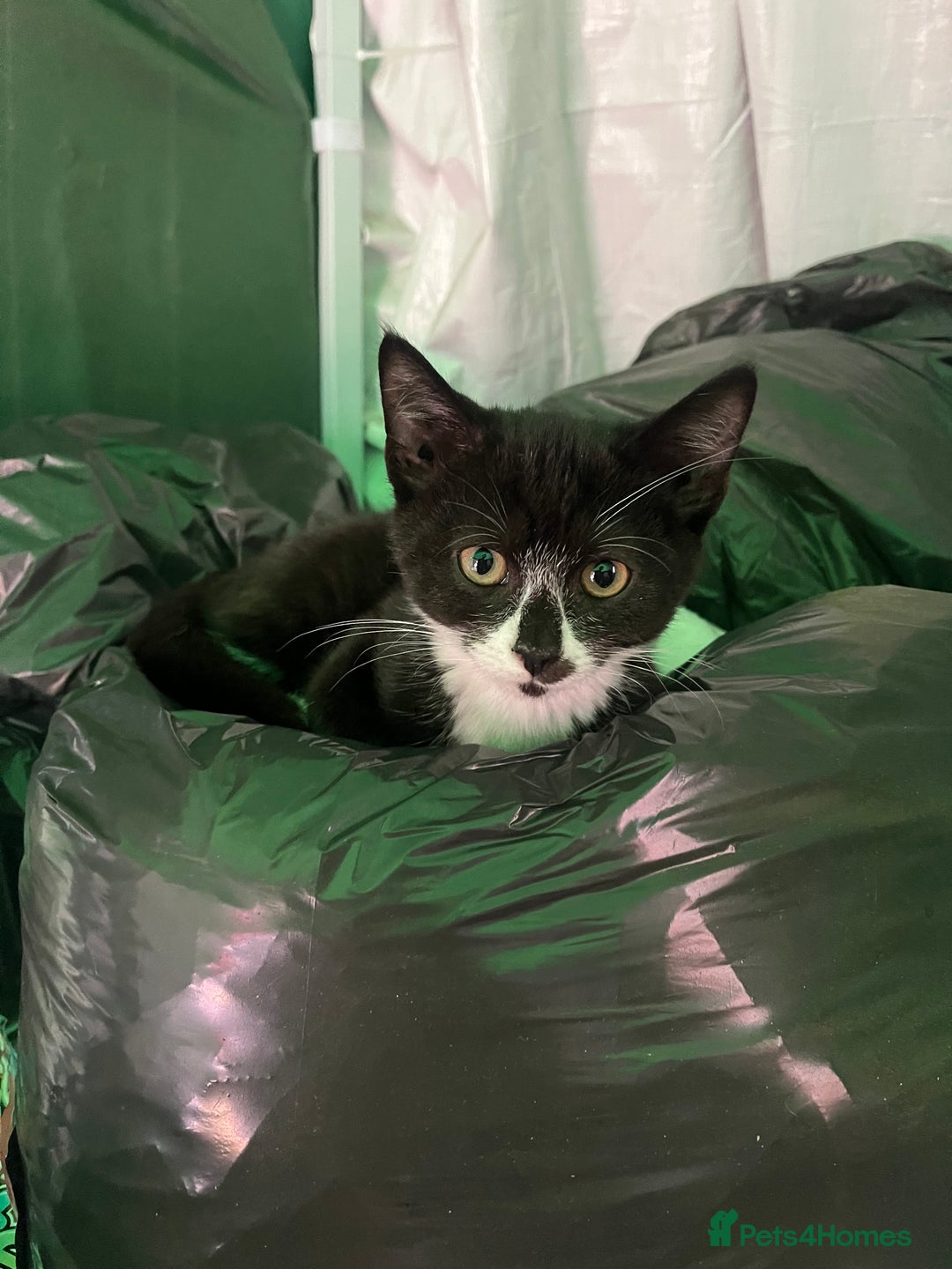 Mixed Breed cats for sale: Pistachio  - Image 2