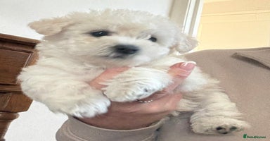 Poochon dogs - Advert 6