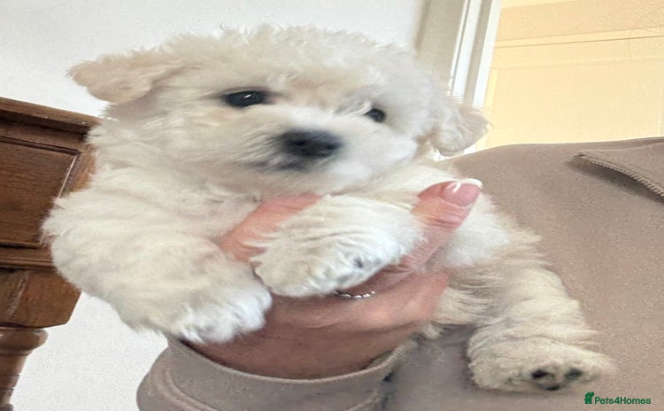 Poochon dogs Beautiful Poochon Puppies – Ready - Advert 1