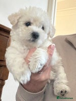 Poochon dogs - Advert 4