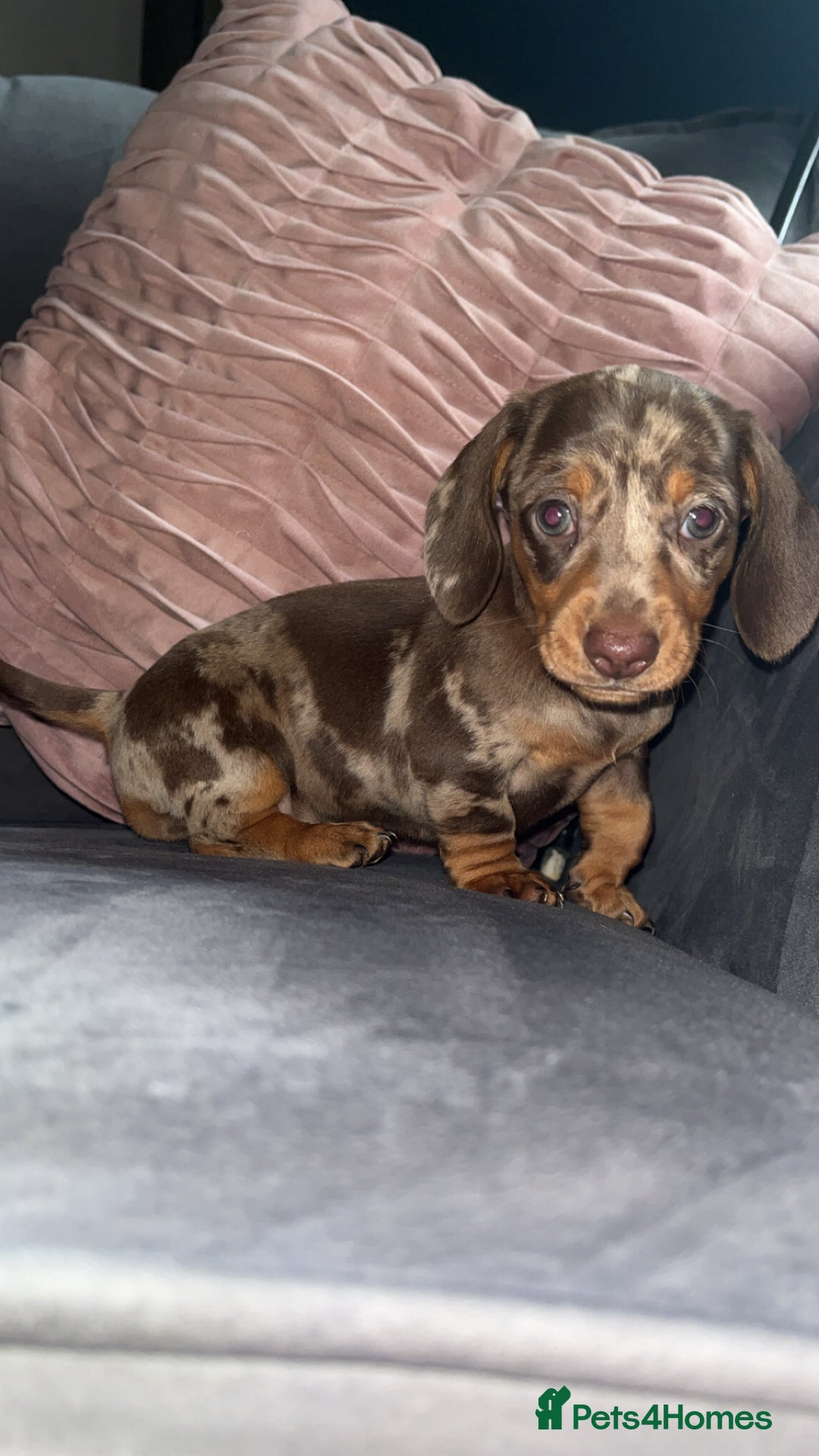 Miniature Dachshund dogs for sale: 5 gorgeous mini dachshund puppies - Image 21