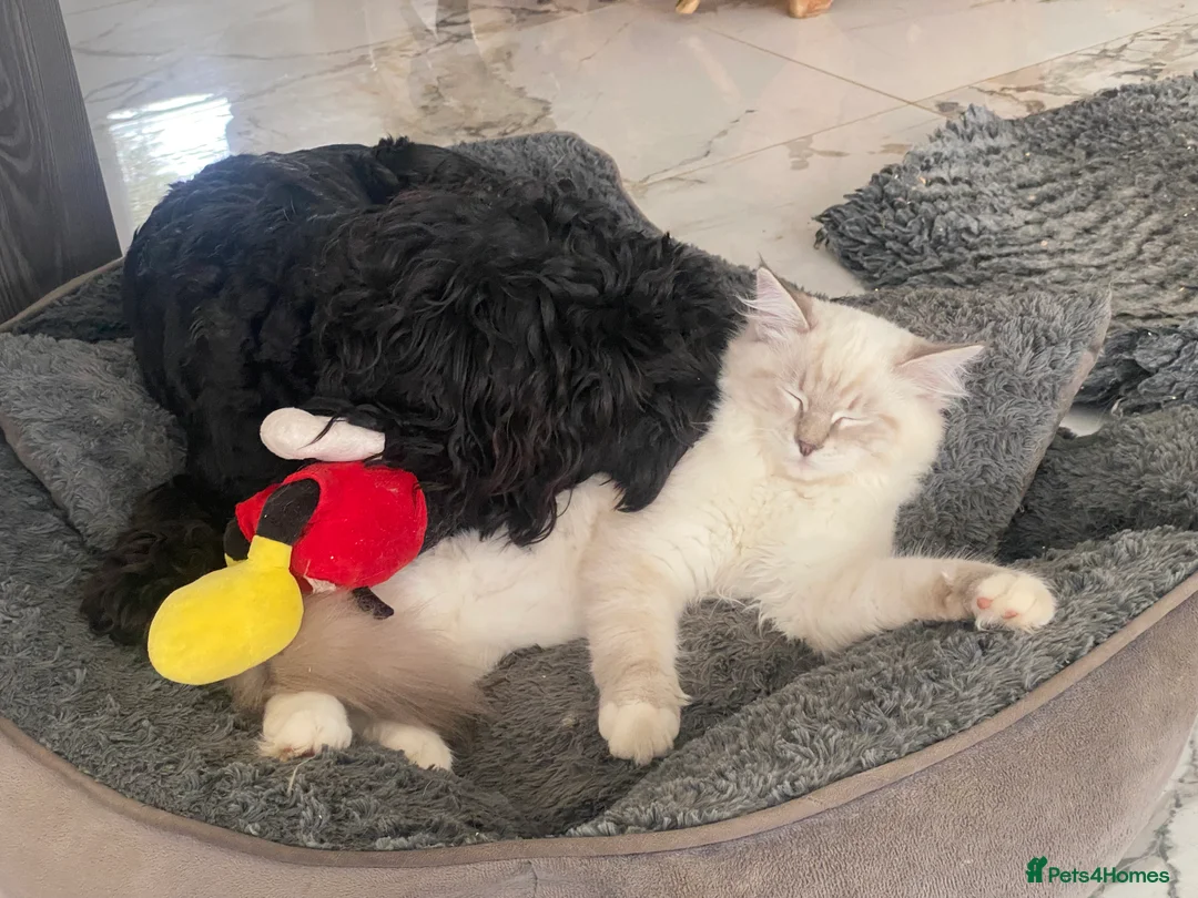 Cockapoo dogs for sale: ‼️ Attention Please ‼️ - Advert 19