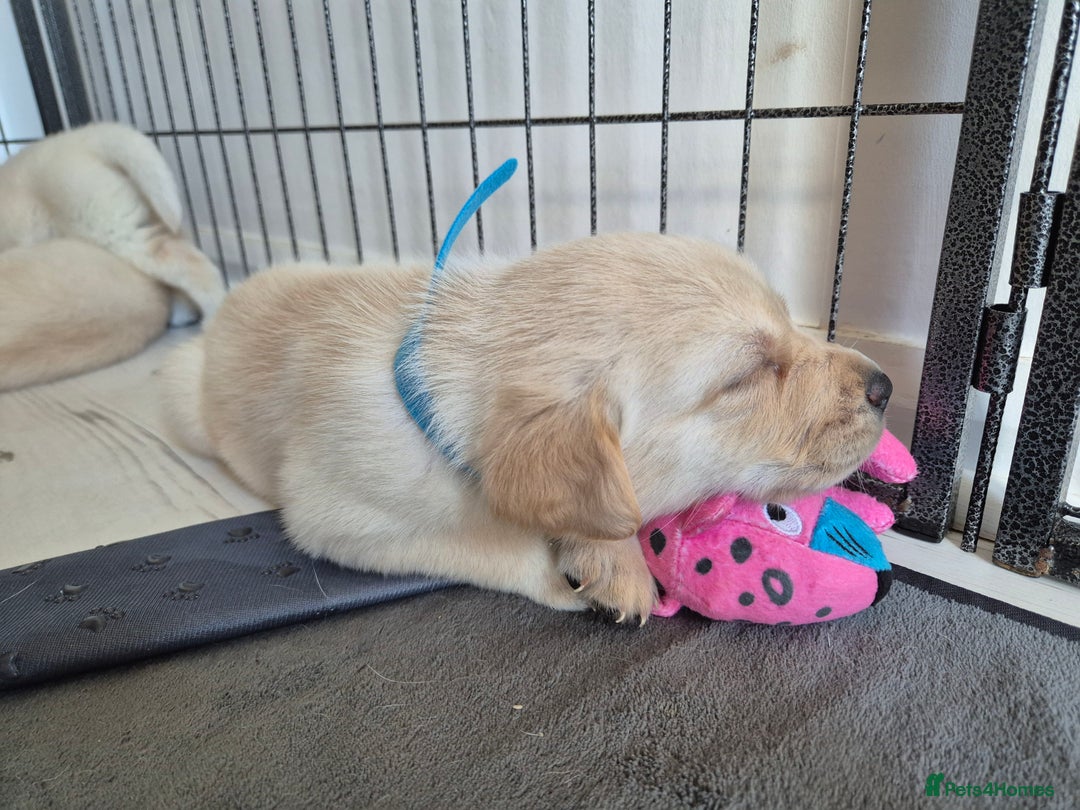 Labrador Retriever dogs for sale: Beautiful labrador puppies for sale - Image 3