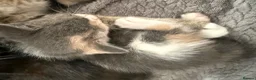 British Shorthair cats for sale: PLEASE READ ADVERT LAST TWO FEMALE KITTEN’S LEFT  - Advert 3