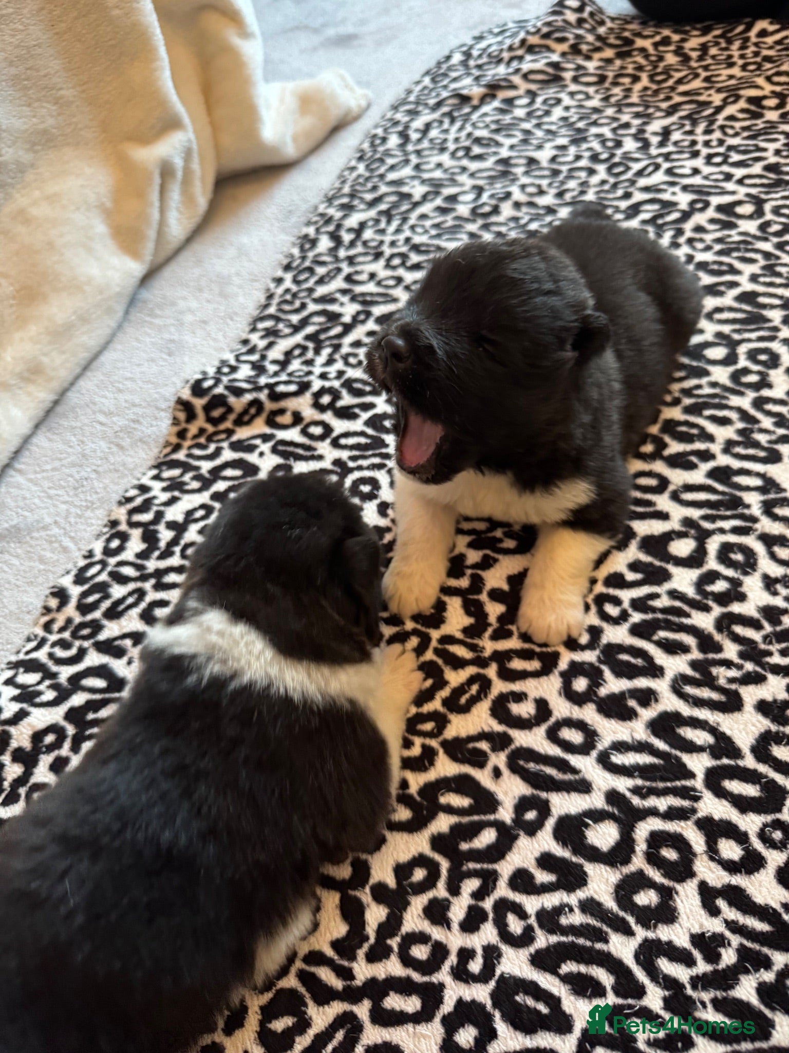 Akita dogs AKITA PUPS! PARENTS KC REGISTERED  - Advert 3