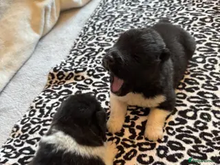 Akita dogs AKITA PUPS! PARENTS KC REGISTERED - Advert 3