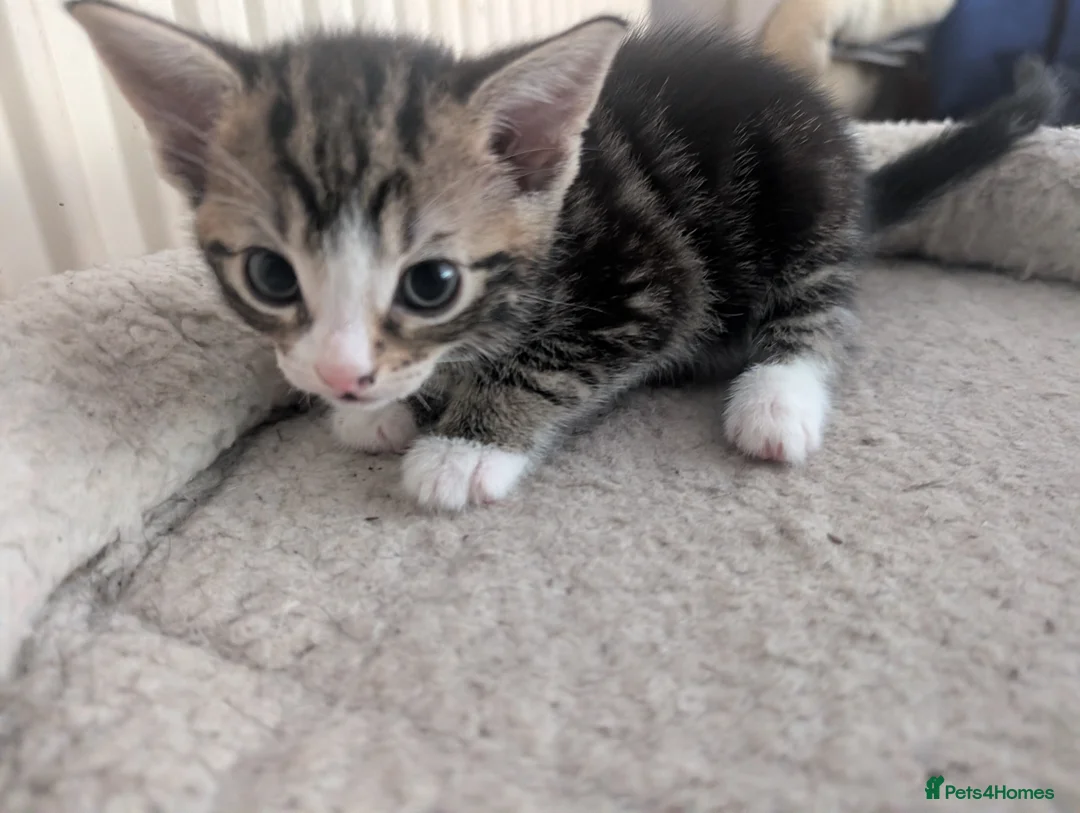 Mixed Breed cats for sale: Beautiful kittens  in Southampton - Advert 37
