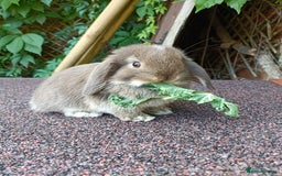 Mini Lop rabbits for sale: Pure bred mini lop baby - Image 2