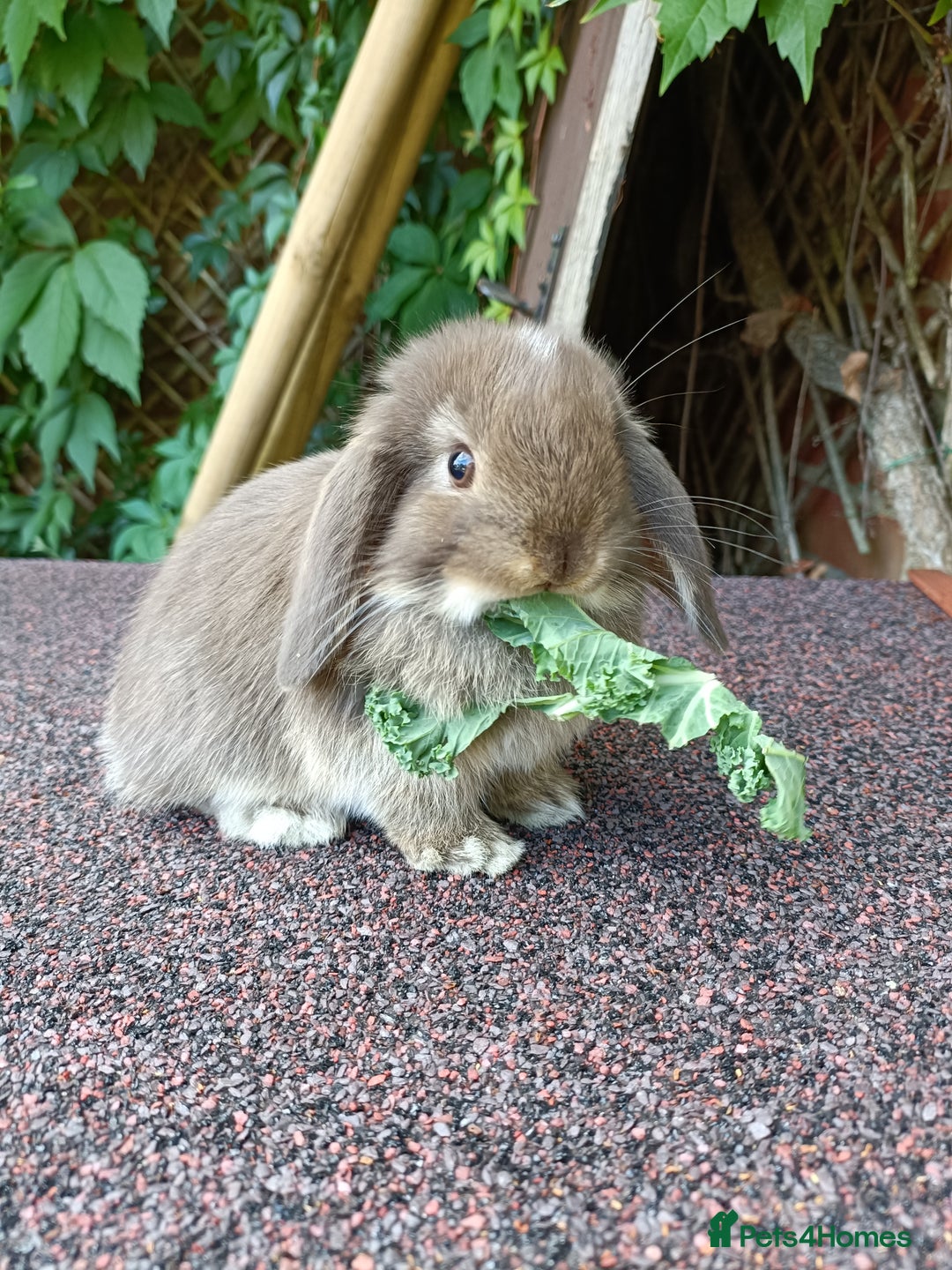 Mini Lop rabbits for sale: Pure bred mini lop baby - Image 2