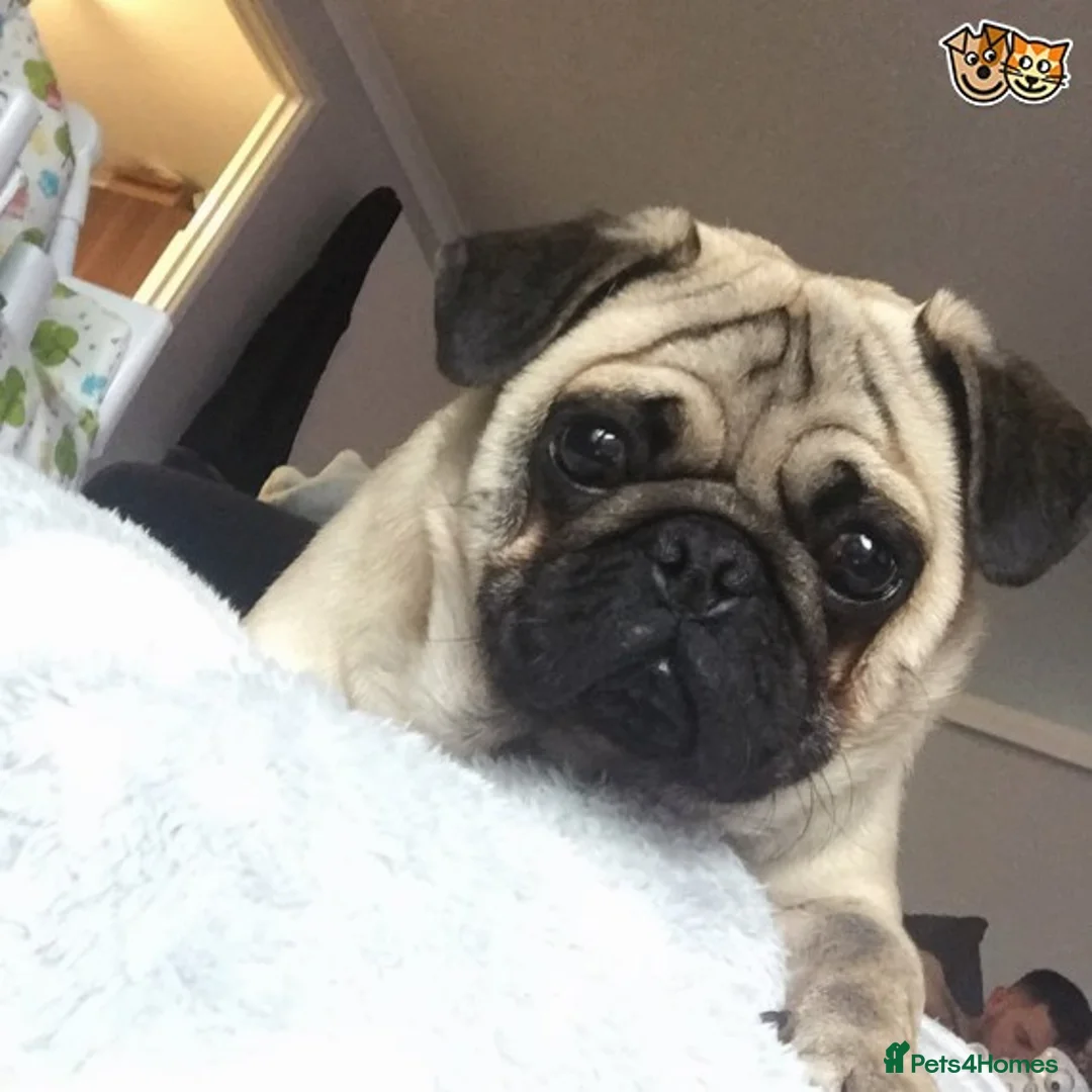 Pug dogs for stud: fawn pug stud  in Brighton - Advert 2