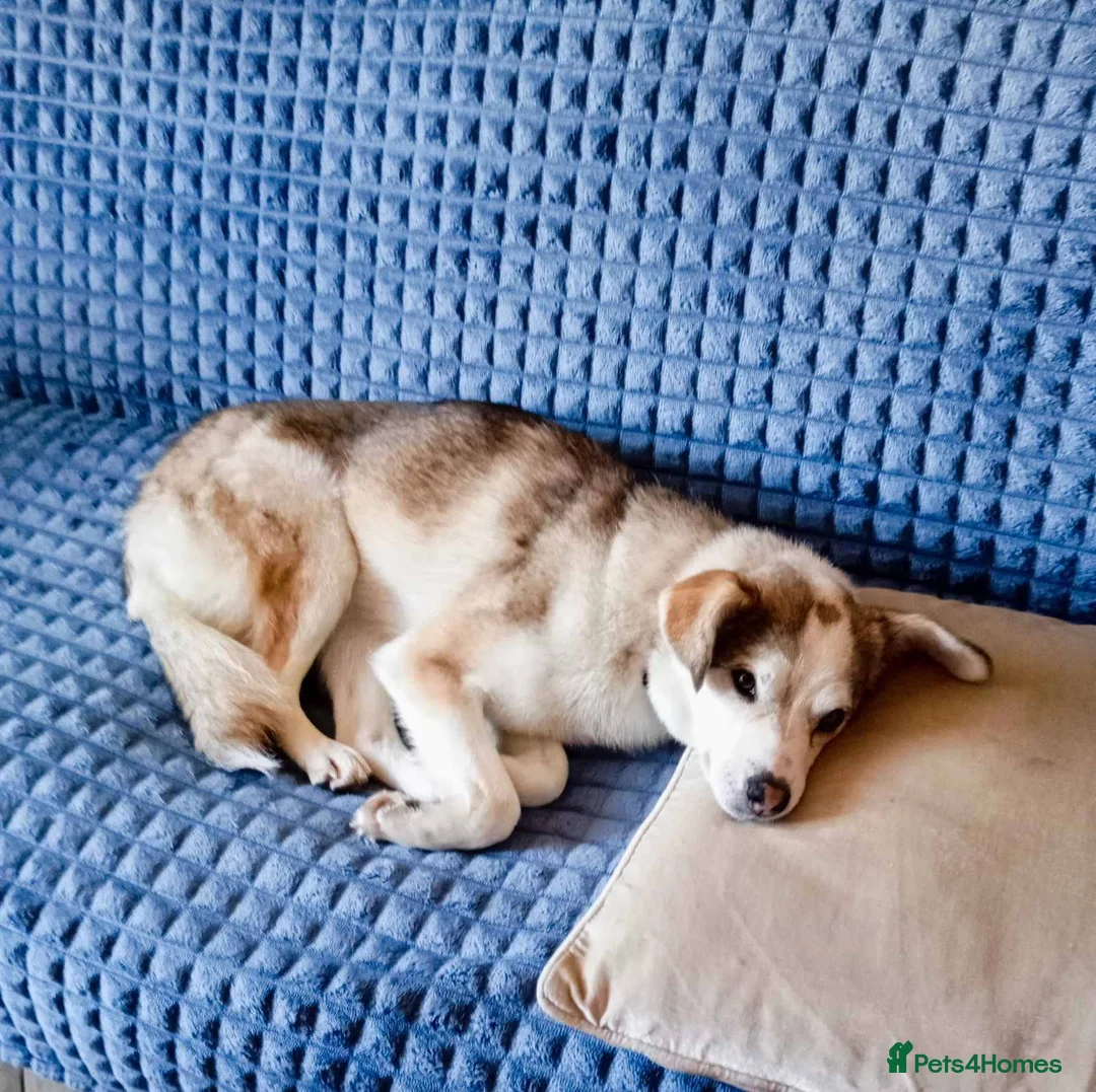 Mixed Breed dogs for adoption: ❤️GRACY❤️-a fluffy ball of joy in a small wrap  - Advert 8