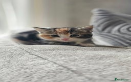 Domestic Shorthair cats for sale: Kittens looking for forever home 🧡🤎🧡 - Image 2