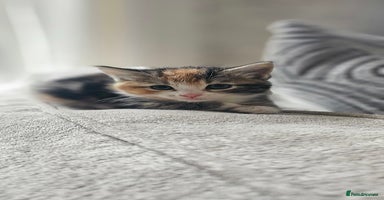 Domestic Shorthair cats - Advert 1