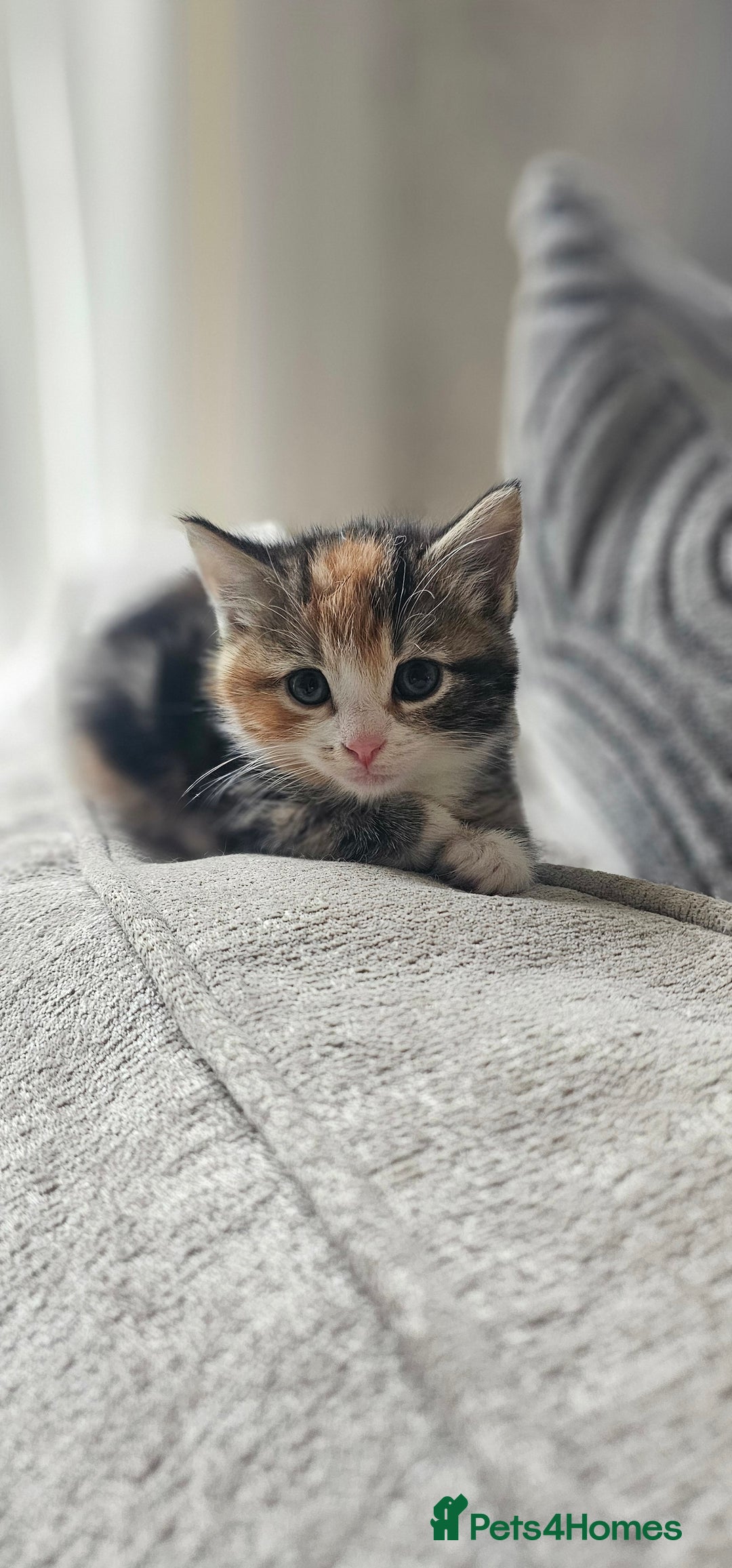 Domestic Shorthair cats for sale: Kittens looking for forever home 🧡🤎🧡 - Image 2