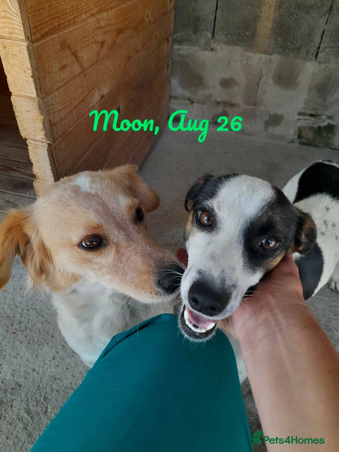 Mixed Breed dogs for adoption: Moon, 1.5 yrs approx. Available for adoption. - Advert 5