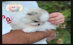 Pomeranian dogs for sale: Champion line🏆 Teddy Face 🧸 - Image 2
