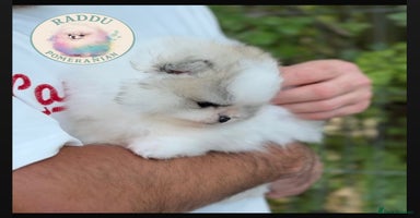 Pomeranian dogs - Advert 7