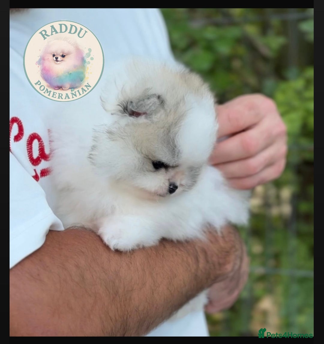Pomeranian dogs for sale: Champion line🏆 Teddy Face 🧸 - Image 2