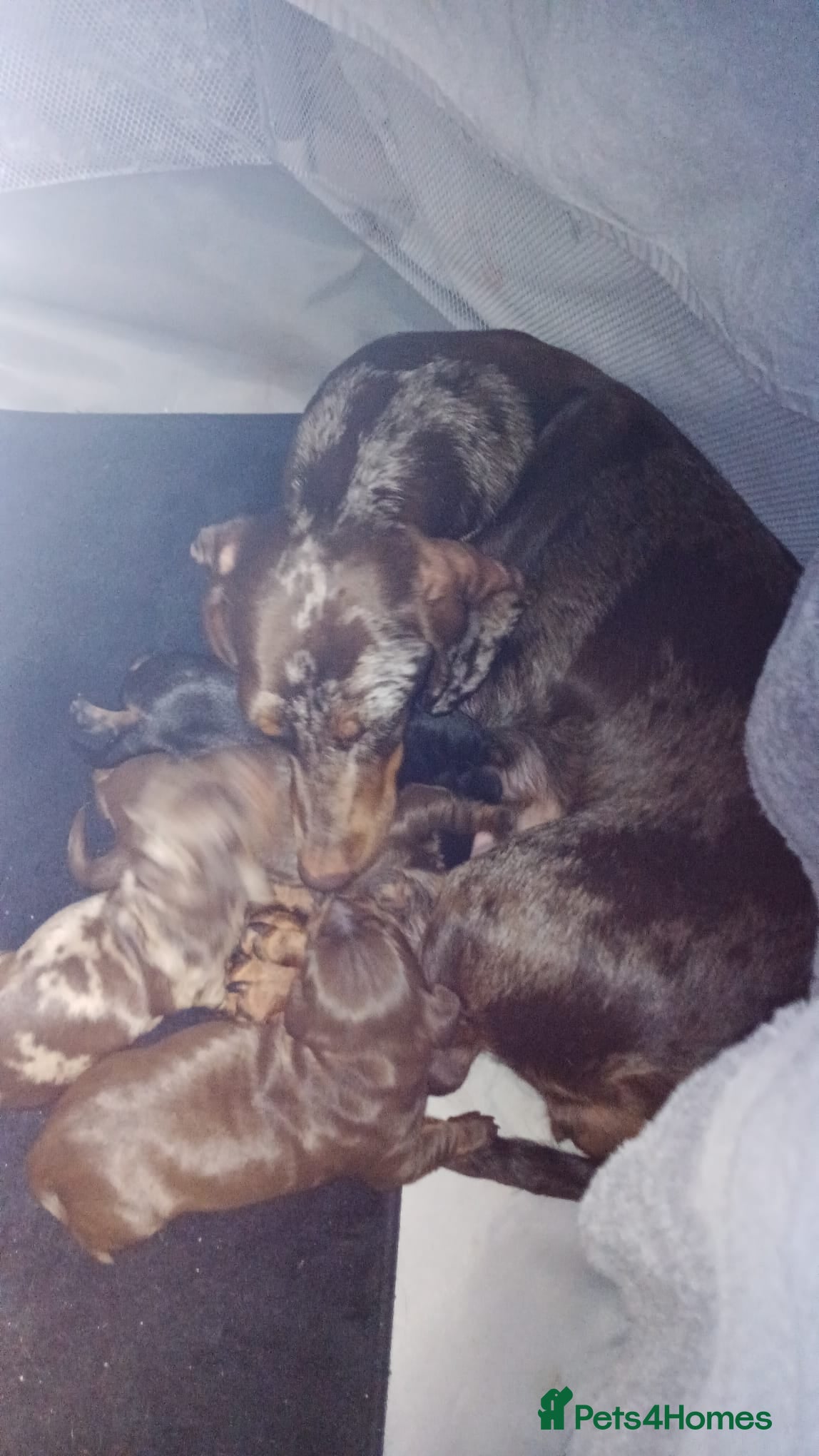Miniature Dachshund dogs Stunning Dashounds  - Advert 2
