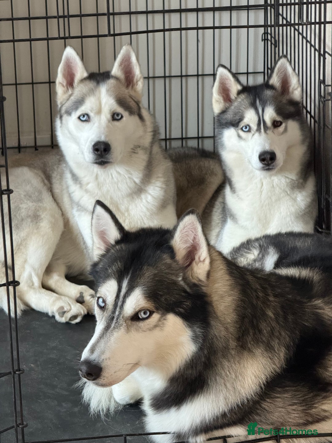 Siberian Husky dogs for sale: KC REGISTERED SIBERIAN HUSKYS MOM/DAD CAN BE SEEN - Advert 3